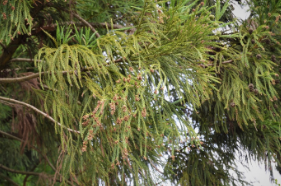 Cryptomeria japonica