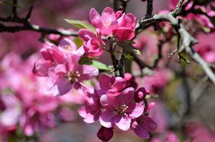 Malus floribunda