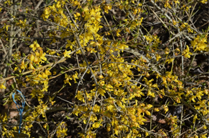 Forsythia x intermedia 'Courtasol'