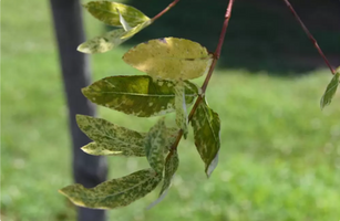 Salix integra 'Hakuro-nishiki'