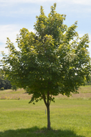 Acer saccharum 'John Pair'