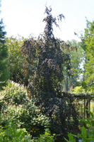 Fagus sylvatica 'Purple Fountain'