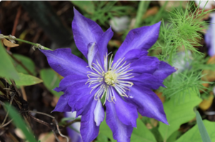 Clematis 'Daniel Deronda'