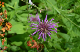 Monarda 'Raspberry Wine'