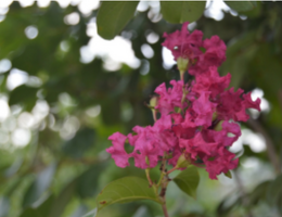 Lagerstroemia 'Tonto'