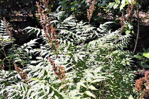 Sorbaria sorbifolia