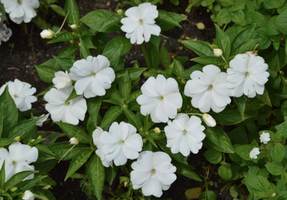 Impatiens hawkeri