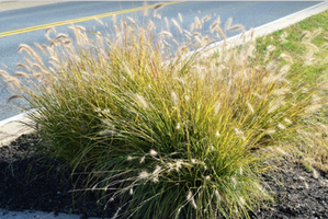 Pennisetum alopecuroides 'Hameln'