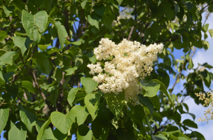 Syringa reticulata