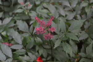 Astilbe japonica 'Montgomery'