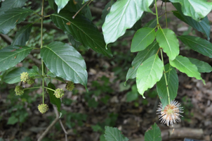 Cephalanthus occidentalis