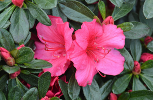 Rhododendron 'Girard's Rose'