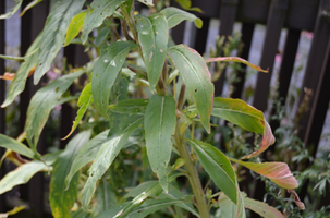 Oenothera biennis