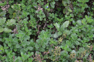 Teucrium chamaedrys