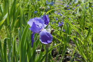 Iris pallida