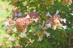 Abelia 'Rose Creek'