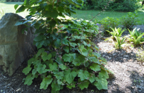 Heuchera villosa 'Brownies'