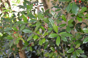 Ilex × attenuata 'Fosteri'