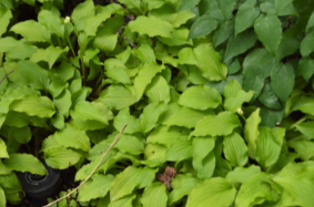 Hosta 'Yellow Boa'