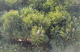 Pinus mugo 'Valley Cushion'