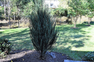 Juniperus scopulorum 'Skyrocket'