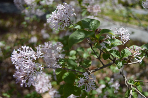 Syringa villosa