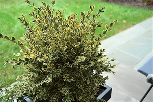 Buxus sempervirens 'Variegata'