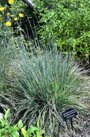 Schizachyrium scoparium 'Standing Ovation'