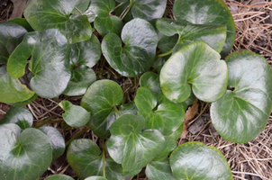 Asarum europaeum