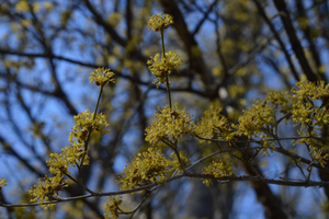 Cornus mas ‘Spring Glow’