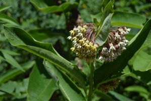 Asclepias syriaca