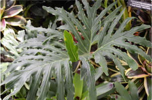 Philodendron bipinnatifidum