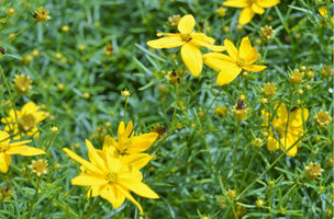 Coreopsis verticillata 'Golden Gain'