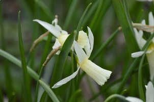 Narcissus 'Jack Snipe'