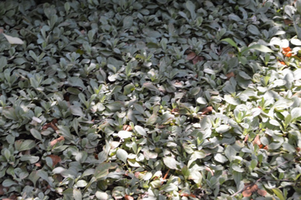 Antennaria neglecta