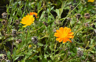 Calendula officinalis