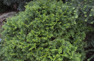 Thuja plicata 'Grune Kugel'