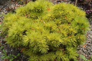 Pinus strobus 'Horsford'