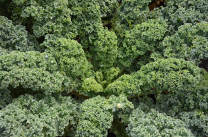 Brassica oleracea var. acephala