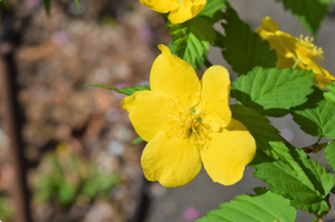 Kerria japonica 'Golden Guinea'