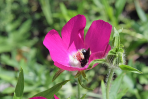 Callirhoe involucrata