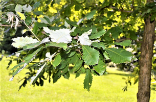 Quercus michauxii