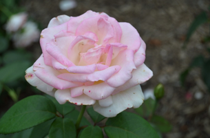 Rosa 'Pink Promise'