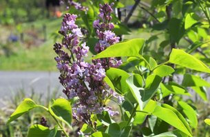 Syringa vulgaris 'Wedgwood Blue'