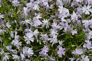 Phlox subulata 'Emerald Cushion Blue'