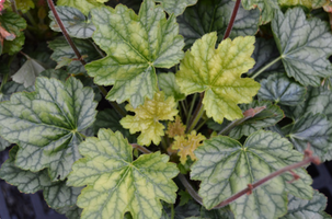 Heuchera 'Berry Timeless'