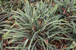 Carex flaccosperma