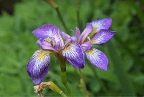 Iris sibirica 'Caesar's Brother'