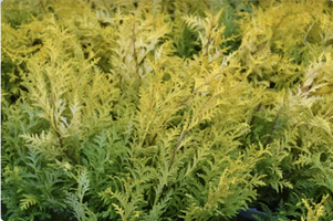 Chamaecyparis pisifera 'Vintage Gold'