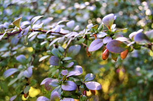 Berberis thunbergii f. atropurpurea